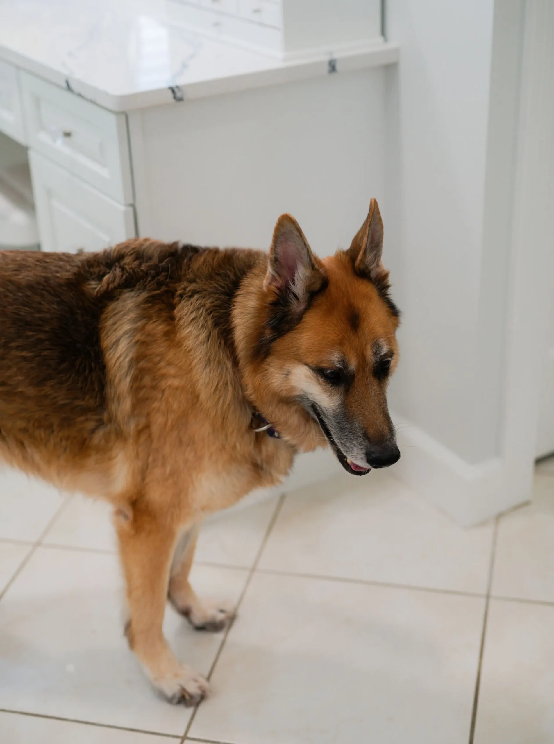 dog in a primary suite bathroom in Sebring, Florida